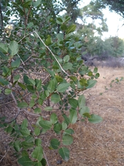 Rhamnus ilicifolia