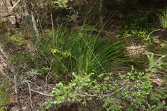 Xanthorrhoea macronema