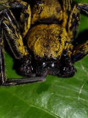 Thelcticopis
