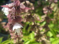 Ocimum basilicum