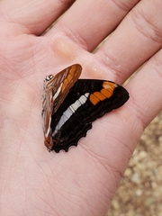 Adelpha pithys