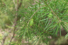 Persoonia virgata