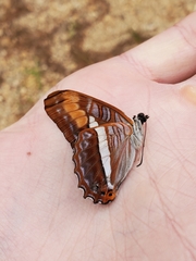 Adelpha pithys