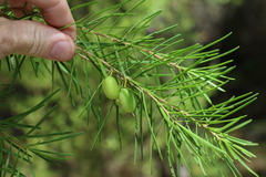 Persoonia virgata
