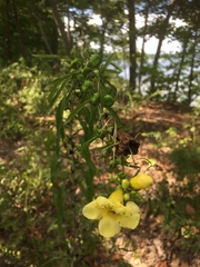 Dasistoma macrophylla