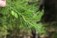 Persoonia virgata
