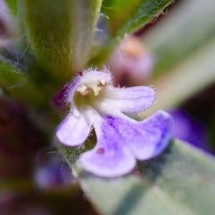 Ajuga australis