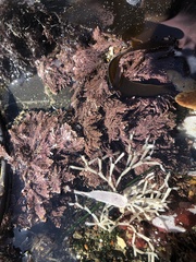 Calliarthron tuberculosum