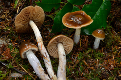 Cortinarius seidliae