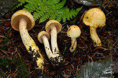 Cortinarius rubiginosus