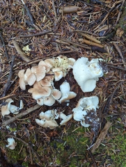 Albatrellus avellaneus