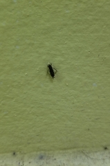 Tridactylidae