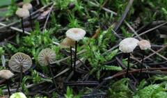 Pseudomarasmius pallidocephalus