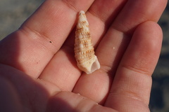 Cerithium atratum