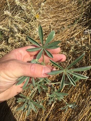 Lupinus formosus