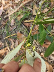 Tricoryne