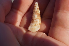 Cerithium atratum