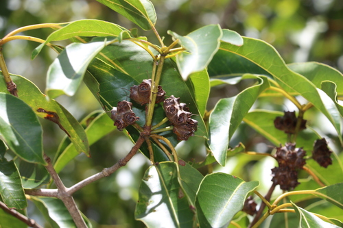 Image of Syncarpia hillii by (c) Greg Tasney, some rights reserved (CC BY-SA)