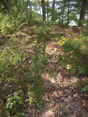 Dasistoma macrophylla