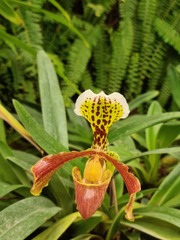Paphiopedilum