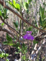 Poikilacanthus tweedieanus