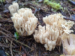 Ramaria acrisiccescens
