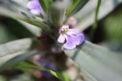 Ajuga australis