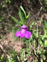 Poikilacanthus tweedieanus