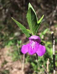 Poikilacanthus tweedieanus