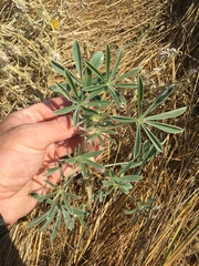 Lupinus formosus