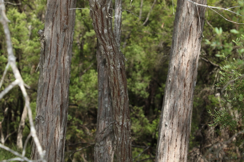 Image of Satinay by (c) Greg Tasney, some rights reserved (CC BY-SA)