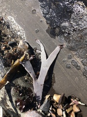 Jellyella tuberculata