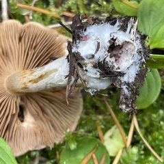Cortinarius athabascus
