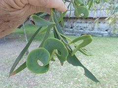 Acacia spirorbis