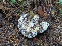 Russula brevipes