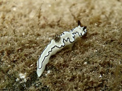 Doriprismatica atromarginata