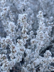 Eriogonum wrightii nodosum
