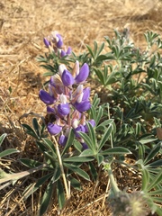 Lupinus formosus