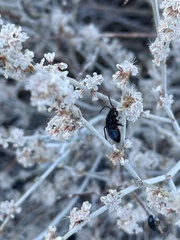 Eriogonum wrightii nodosum