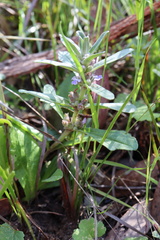 Ajuga australis