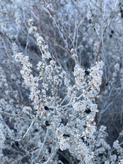 Eriogonum wrightii nodosum