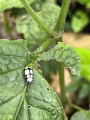 Omophoita octoguttata