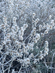 Eriogonum wrightii nodosum