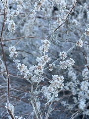 Eriogonum wrightii nodosum