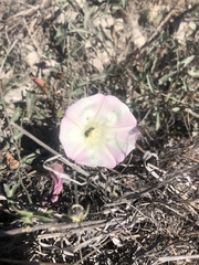 Calystegia macrostegia