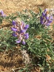 Lupinus formosus