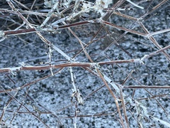 Eriogonum wrightii nodosum