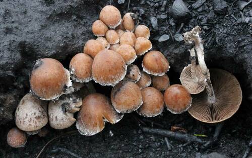 Psathyrella pennata (Fr.) A.Pearson & Dennis