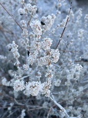 Eriogonum wrightii nodosum