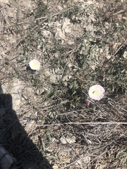 Calystegia macrostegia